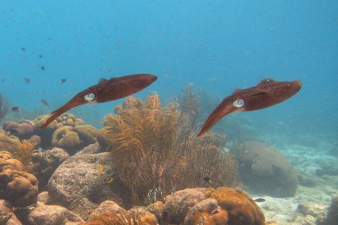 100% Private Charter Snorkel, Sail, Relax (Cruisers Friendly) - What the $450 price means for your group