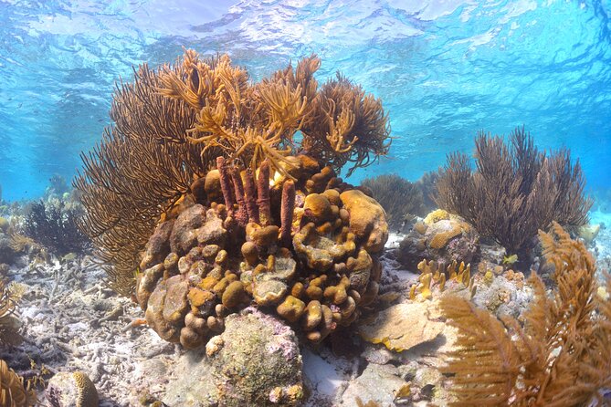 100% Private Charter Snorkel, Sail, Relax (Cruisers Friendly) - Klein Bonaire: the preferred snorkel stop when conditions allow