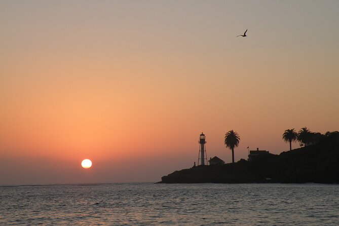 2.5-Hour Small-Group Catamaran Sunset Sail with Drinks - Sea lions, seabirds, and possible dolphins