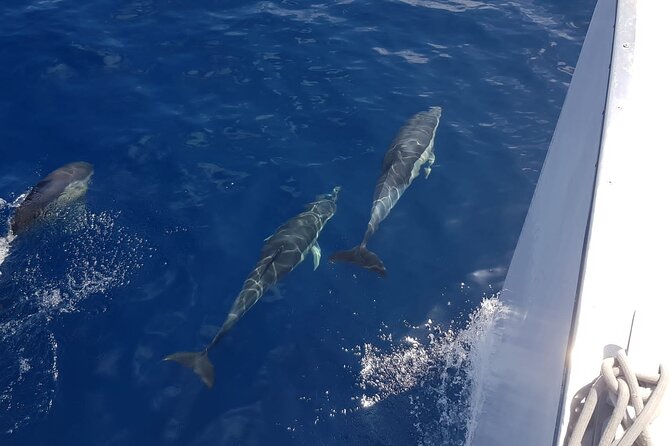 2hrs Dolphins Sunset Sailing Cruise With Drink - Setting out from Puerto del Carmen’s Varadero harbour