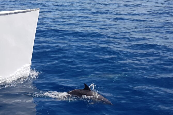 2hrs Dolphins Sunset Sailing Cruise With Drink - What the two-hour sailing feels like