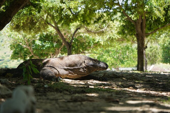 3 Days Deluxe Boat Private Cabin Sailing Trip in Komodo Island - Day three: Kanawa and the return toward Flores
