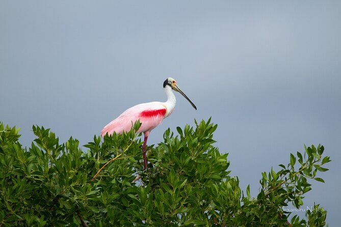 6hrs of Sailing in Bacalar Lagoon: discover Cenotes, Islands and Stromatolites. - Is $471.67 a fair price?