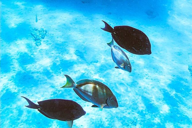 Adults Only Catalina Bay Small Group Snorkel & Sunset Sail - Who should book this adults-only sail?