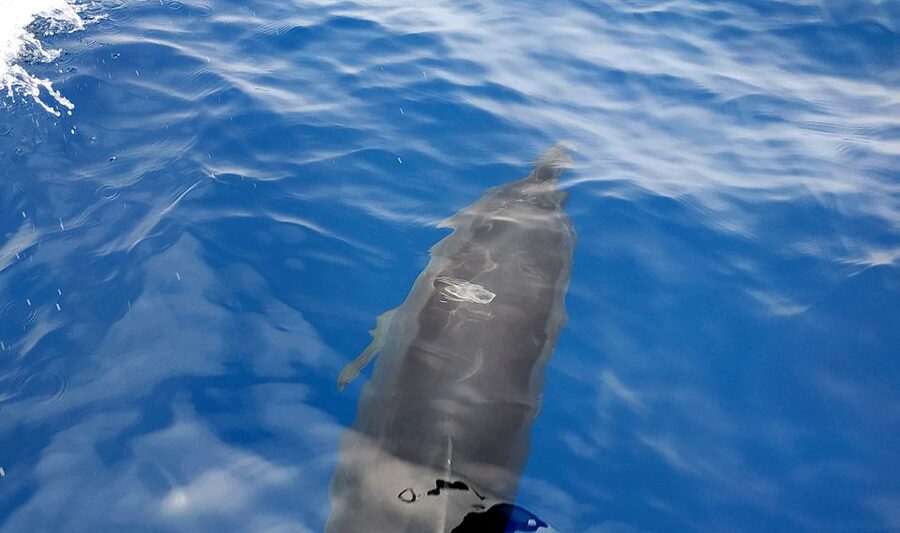 Agia Galini: South Crete Sailing Trip with Optional Lunch - Swimming, snorkeling, and SUP time