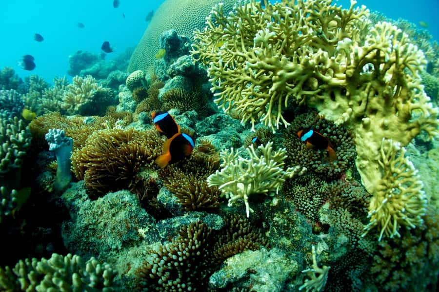 Airlie Beach: Whitsunday Islands Sailing, SUP & Snorkel Tour - What $162 gets you