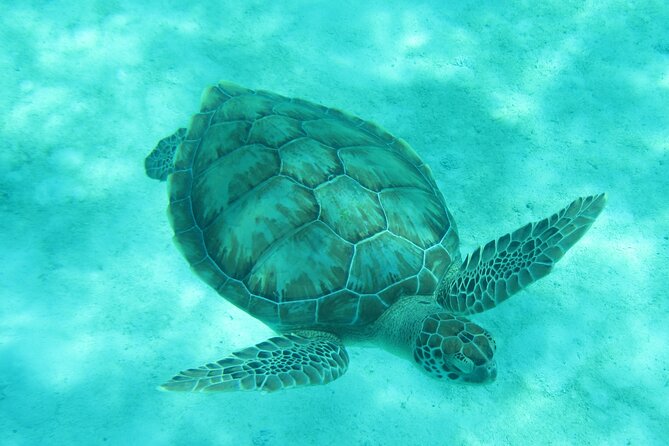Barbados Snorkeling and Sailing Adventure for Small Groups - Setting out from Bridgetown’s Careenage