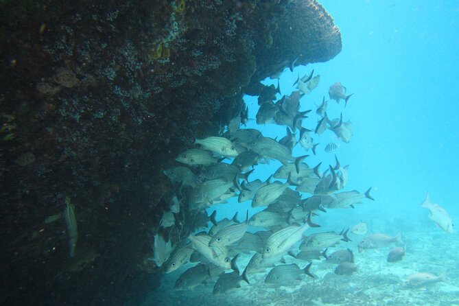 Barbados Snorkeling and Sailing Adventure for Small Groups - Snorkeling with turtles in Carlisle Bay