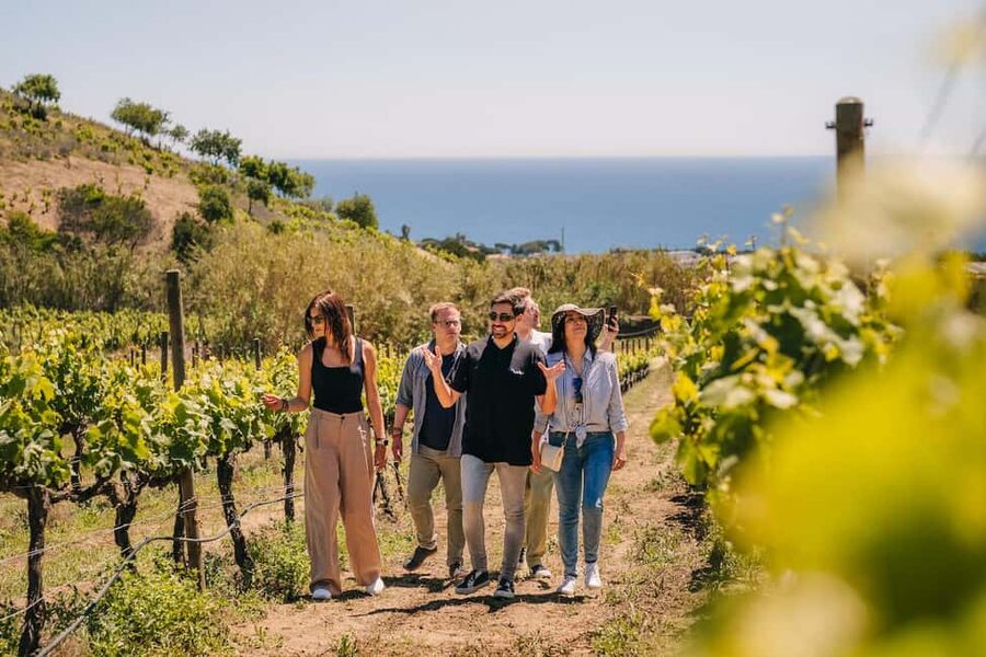 Barcelona: Sailing Cruise & Vineyard Tour with Wine Tasting - Four wines with a Catalan lunch