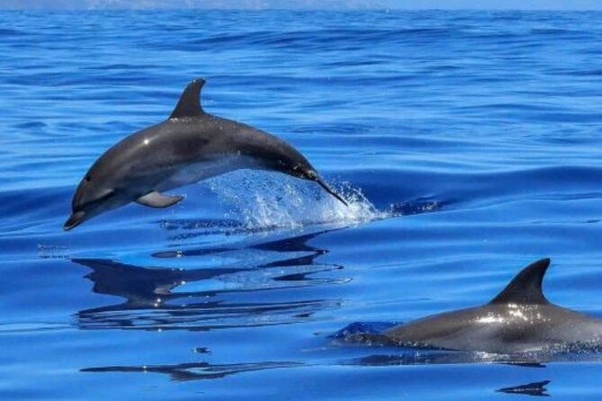 Benalmádena: Sailing and Dolphin Watching with Snacks and Drinks - A two-hour catamaran ride along the Costa del Sol