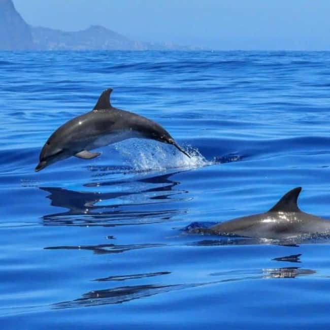 Benalmádena: Sailing & Dolphin Watching with Snacks/Drinks - Costa del Sol views from the water
