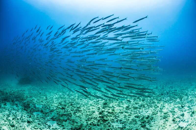 Cabo San Lucas: Snorkel, Lunch and Sail Experience - Snorkeling at Chileno Bay, or possibly Santa Maria Bay