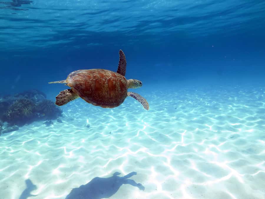 Cairns: Ocean Spirit Great Barrier Reef Full Day Tour - Key Points Before You Book