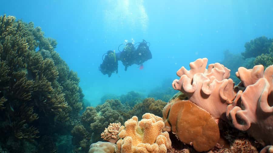Cairns: Ocean Spirit Great Barrier Reef Full Day Tour - Food on Board: Better Than Basic Boat Catering