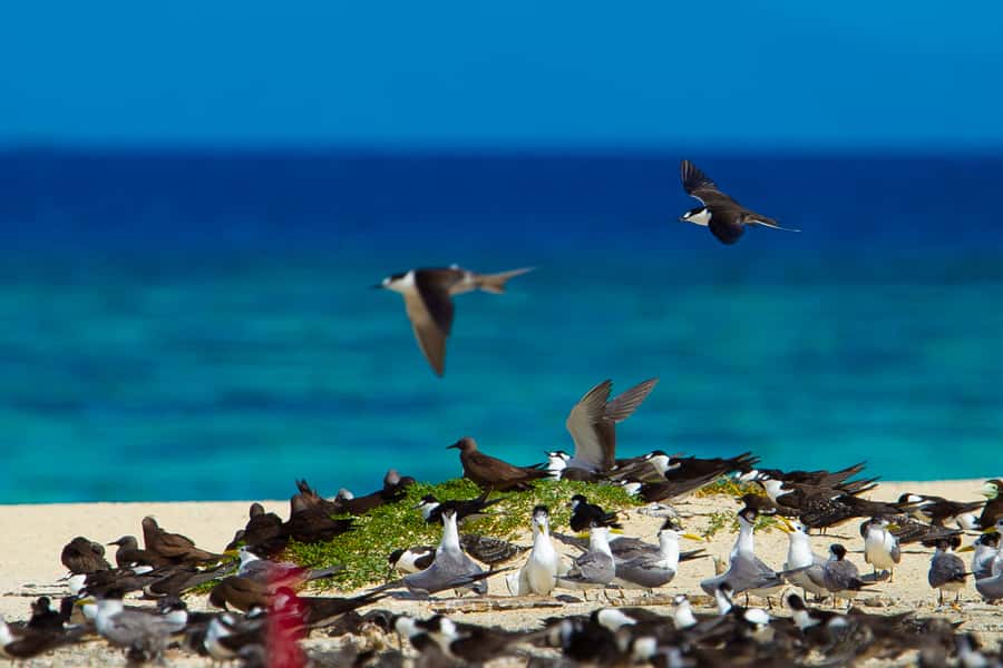 Cairns: Ocean Spirit Great Barrier Reef Full Day Tour - Is $182 Good Value?
