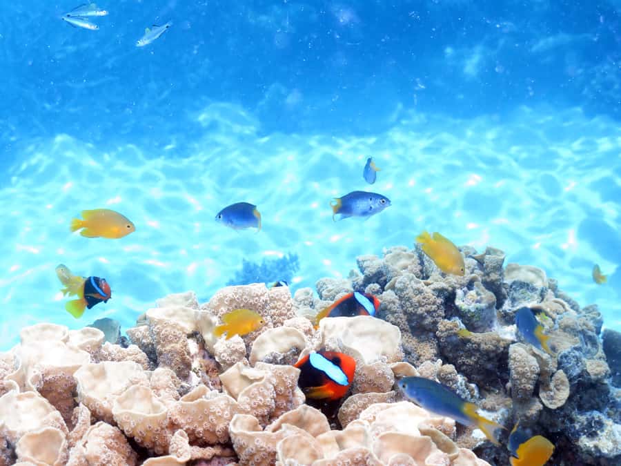 Cairns: Ocean Spirit Great Barrier Reef Full Day Tour - Who Should Book This Great Barrier Reef Day?