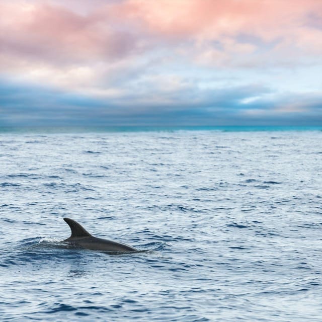 Captain's Choice: Dolphin Watch Sunset Sail - Key points to know before booking