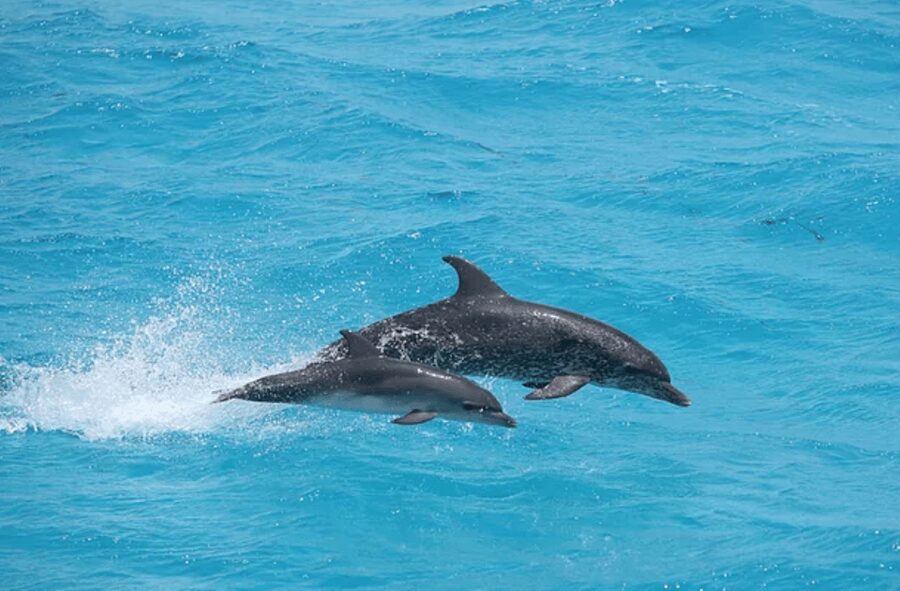 Captain's Choice: Dolphin Watch Sunset Sail - Who will enjoy this Key West cruise most