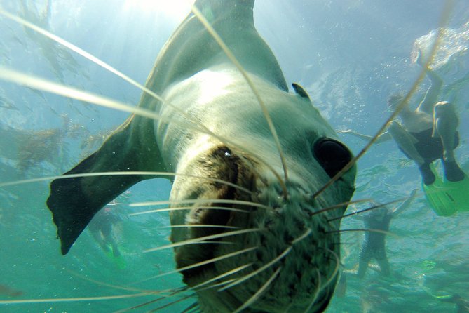 Carnac Island Half Day Sail - Snorkeling, SUPs, and kayaks without extra hire fees