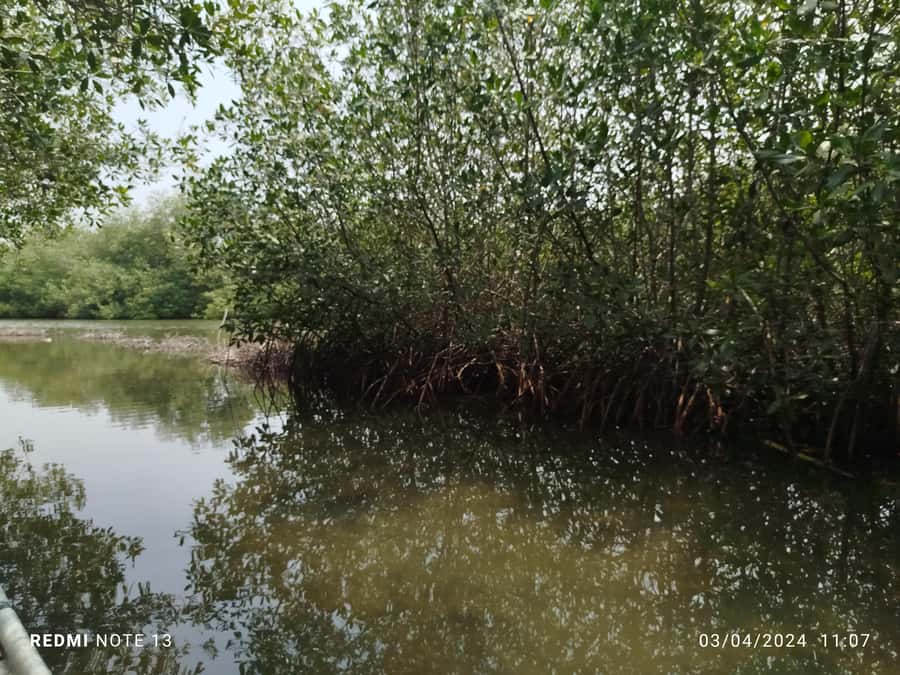 Cartagena: Private Sail in the mangrove GUIDE in ENGLISH - Key points to know before you go