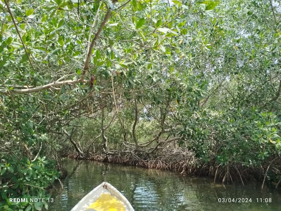 Cartagena: Private Sail in the mangrove GUIDE in ENGLISH - The La Boquilla meeting point