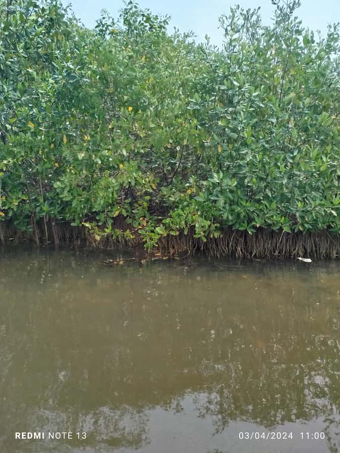 Cartagena: Private Sail in the mangrove GUIDE in ENGLISH - A closer look at the canoe route
