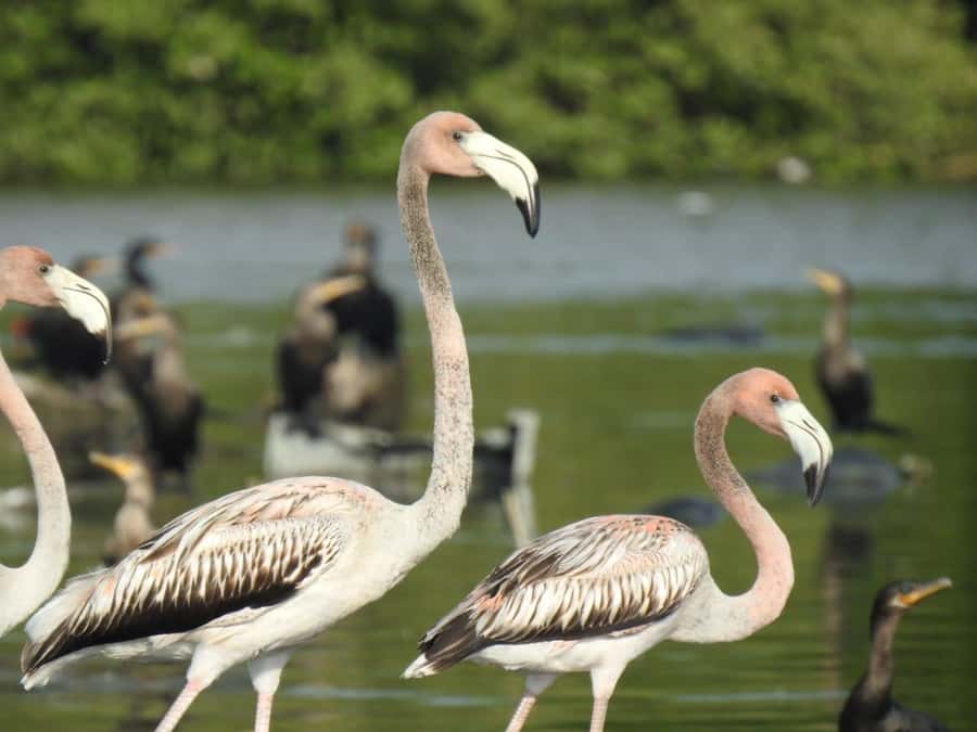 Cartagena: Sail in the mangroves of Cartagena - What this mangrove trip is really like