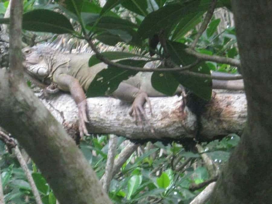 Cartagena: Sail in the mangroves of Cartagena - The first paddle through the mangrove