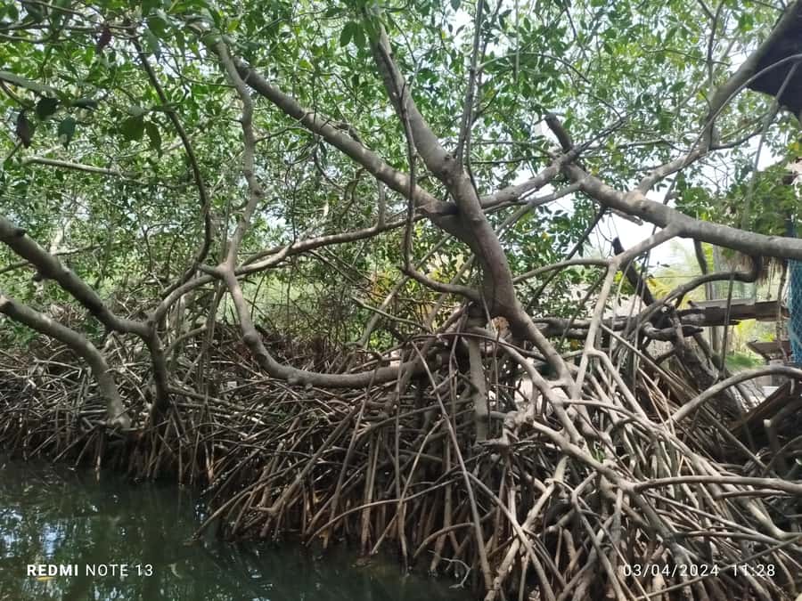 Cartagena: Sail in the mangroves of Cartagena - Who will enjoy this canoe ride most?