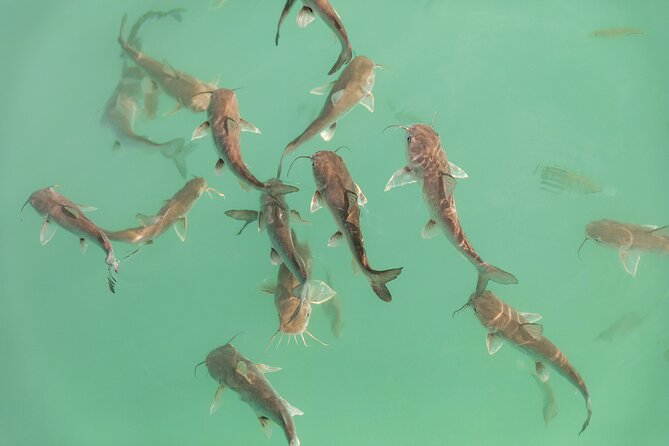 Catamaran Adventure: Sailing and Swimming in the Bacalar Lagoon - Crew service can shape the day