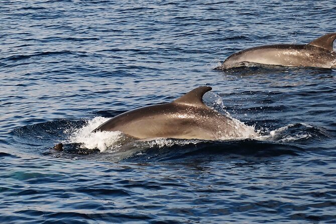 Catamaran Sailing Experience Manilva Tapas Drink Dolphins Swim Stop - Homemade tapas and the welcome drink
