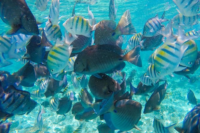 Catamaran Sailing Experience & Snorkeling Tour to Isla Mujeres - Lunch, open bar, and the social side of the boat
