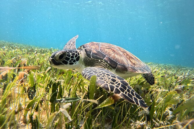 Catamaran Sailing to Isla Mujeres From Cancun - Who will enjoy this catamaran trip most