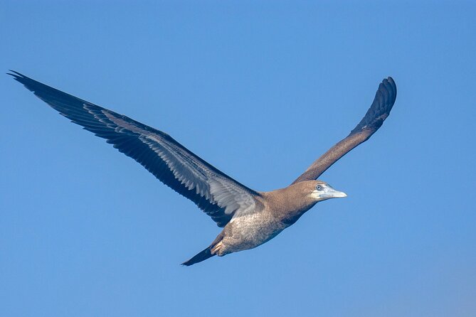 Catamaran Sailing Tour or Whale Watching at Boa Vista - Summer stop at Djeu Island