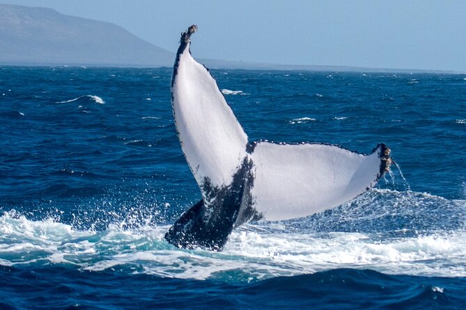 Catamaran Sailing Tour or Whale Watching at Boa Vista - Food, drinks, and the onboard atmosphere
