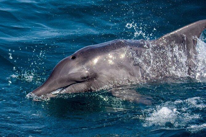Catamaran Sailing Tour or Whale Watching at Boa Vista - Who should choose this experience?