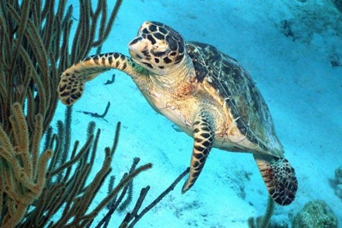 Catamaran Snorkel & BBQ Sail (cruise friendly) - Sailing along Bonaire and Klein Bonaire