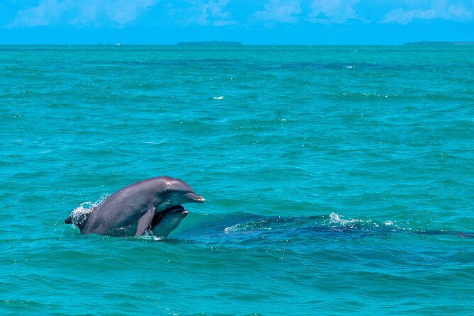 Champagne Dolphin Sail and Reef Snorkel - Champagne, views, and the mood onboard