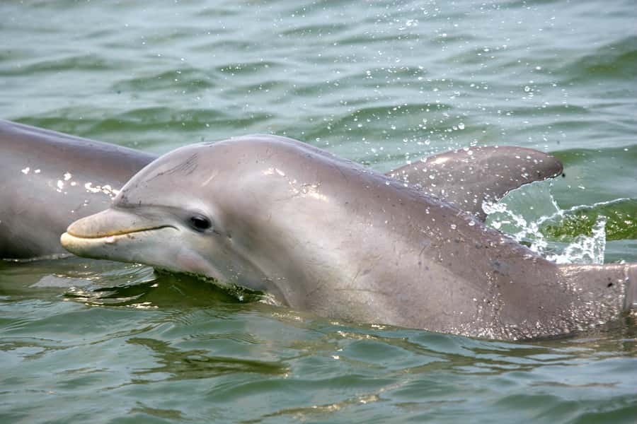 Charleston: Schooner Sailing Harbor Tour & Dolphin Watch - Key points to know before you sail