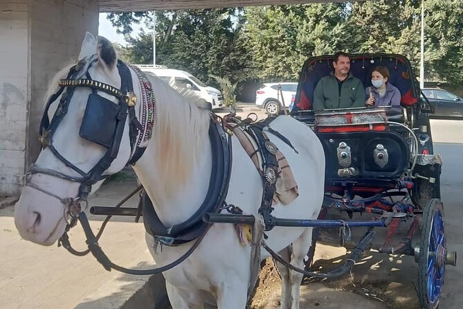 City Tour by Horse Carriage and Sailing Felucca from Cairo/Giza Hotels - Who will enjoy this outing most?