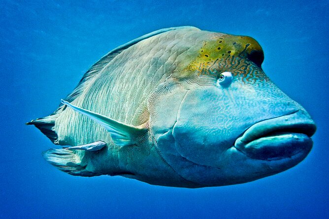 Coral Sea Dreaming Overnight Dive, Snorkel and Sail - The crew and the mood on board