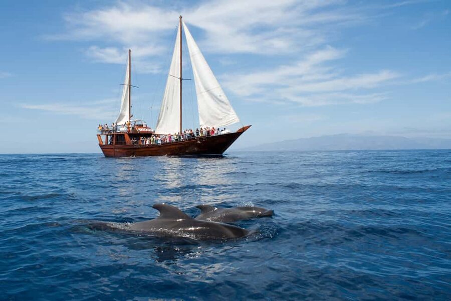 Costa Adeje: Respectful Whale-Watching Sailboat Tour & swim - Five things worth knowing before you sail