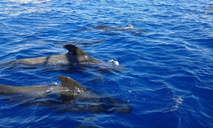Costa Adeje: Respectful Whale-Watching Sailboat Tour & swim - Should you book the Shogun?