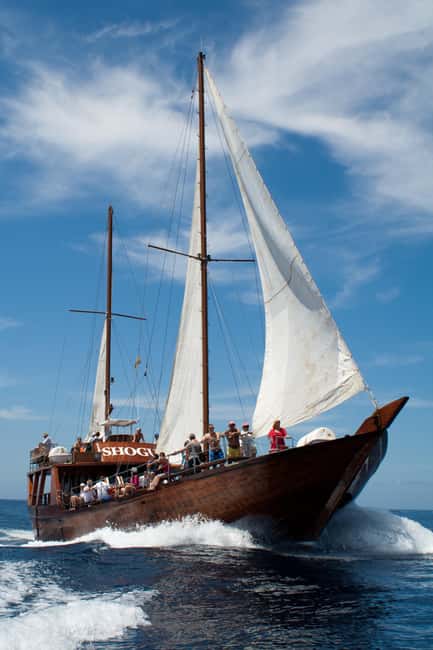 Costa Adeje: Respectful Whale-Watching Sailboat Tour & swim - Setting out from Puerto Colón