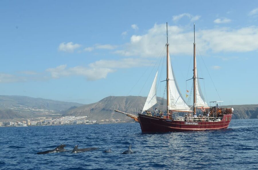 Costa Adeje: Respectful Whale-Watching Sailboat Tour & swim - The swim stop and open-water break