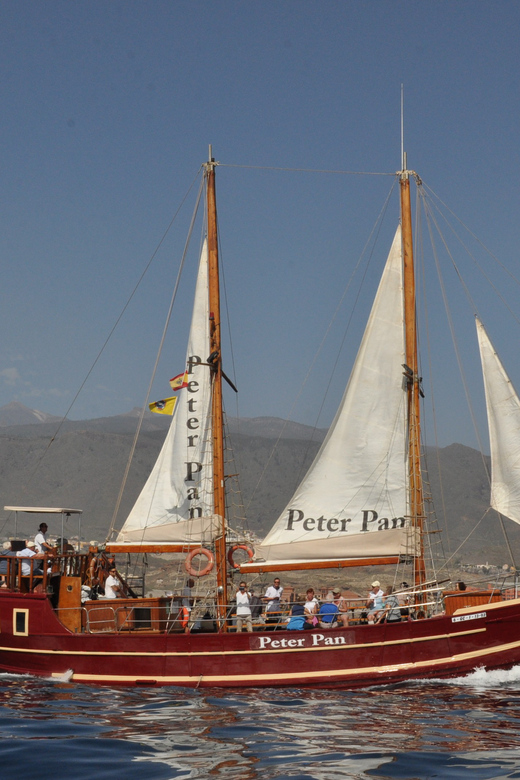 Costa Adeje: Respectful Whale-Watching Sailboat Tour & swim - Drinks, lunch, and what the $20 covers