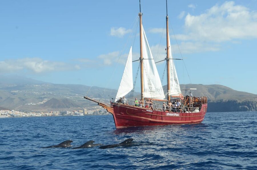 Costa Adeje: Respectful Whale-Watching Sailboat Tour & swim - Crew, languages, and the feel on board