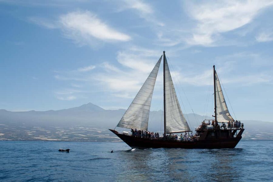 Costa Adeje: Respectful Whale-Watching Sailboat Tour & swim - Who will enjoy this Costa Adeje cruise?