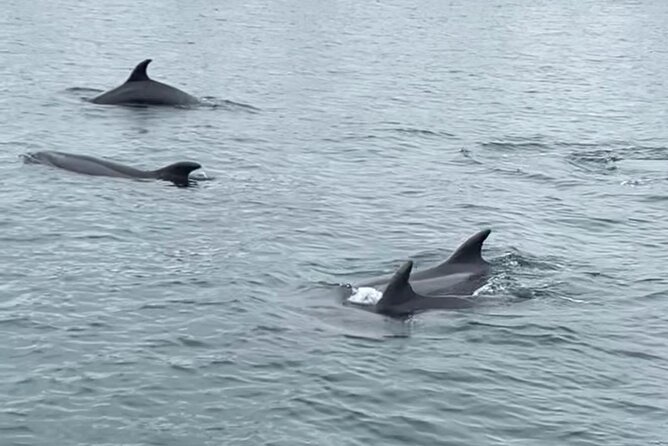 Deluxe Sunset & Day Sail Small Group - Shelter Island and the quieter side of San Diego