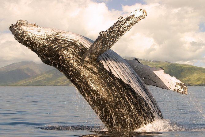 Deluxe Whale Watching Sail on Maui - Key points to know before you book